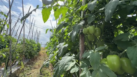 Close view of multiple green tomatoes on the plant shows smooth surfaces and 스톡 동영상 327460549