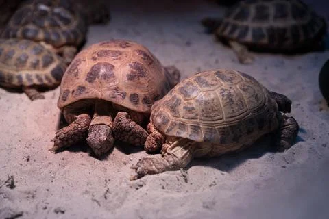 A Close-Up View of Multiple Tortoises Resting on a Sandy Surface in a Warm Stock Photos