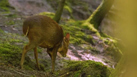 Close view of a muntjac deer Stock Footage 274265696