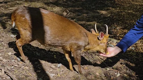 Close view of a muntjac dwarf deer Stock Footage 274223645