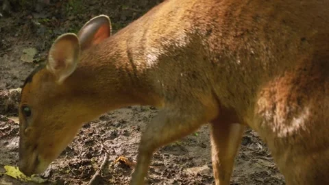 Close up view of a muntjac dwarf deer in the forest Stock Footage 344375551