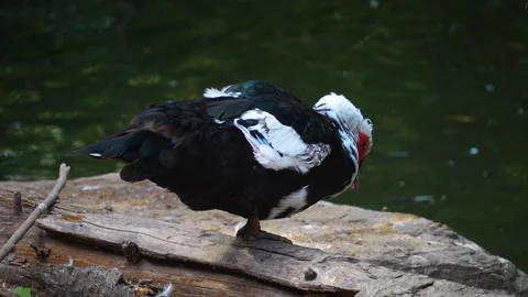 Close view of a Muscovy Duck  Stock Footage 252104143