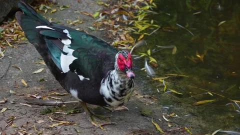 Close view of a Muscovy Duck  Stock Footage 277220901