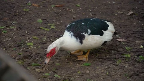 Close view of a Muscovy Duck  Stock Footage 291648245