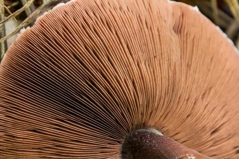 Close-up view of mushroom gills, linear patterns in soft creamy tones, copy s Stock Photos