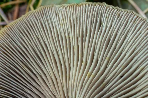 Close-up view of mushroom gills, linear patterns in soft creamy tones, copy s Stock Photos