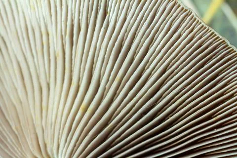 Close-up view of mushroom gills, linear patterns in soft creamy tones, copy s Stock Photos