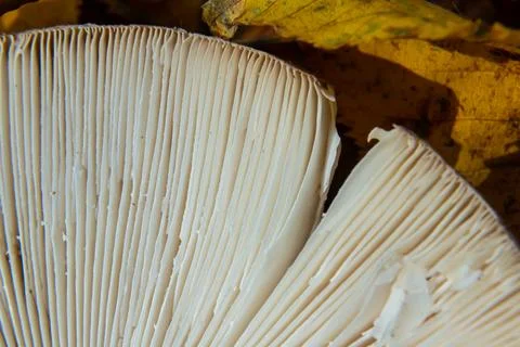 Close-up view of mushroom gills, linear patterns in soft creamy tones, copy s Stock Photos
