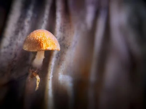 Close up view of mushroom Foto stock