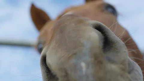 Close up view of the muzzle Stock Footage 86768041