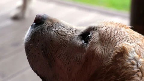 Close up view of muzzle of labrador dog that looks up. cute sand-colored dog is Stock Footage 201272834