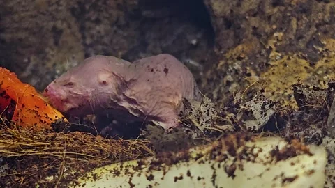Close up view of naked mole-rat eating Stock Footage 267671128