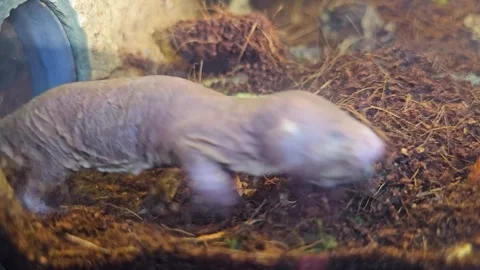 Close up view of naked mole-rat in motion Stock Footage 296544937