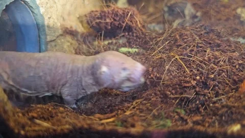 Close view of Naked mole-rat Stock Footage 296554370