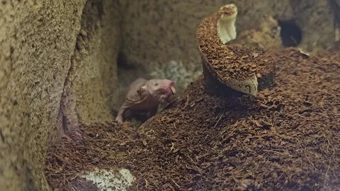 Close up view of naked mole-rats Stock Footage 277380335