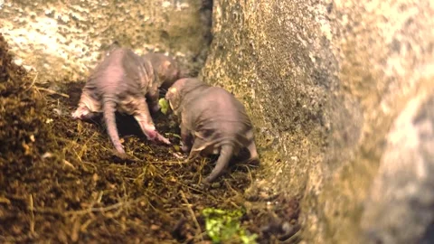 Close up view of naked mole-rats ina borrow Stock Footage 296027520