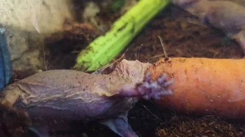 Close up view of naked mole-rats eating Video stock 296545035