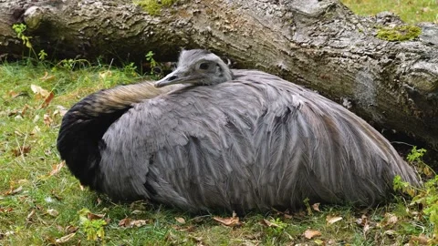 Close up view of nandu Stock Footage 252646840