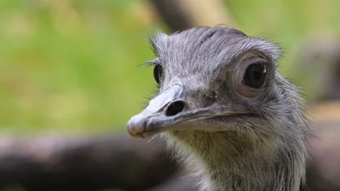 Close up view of nandu Stock Footage 252647126