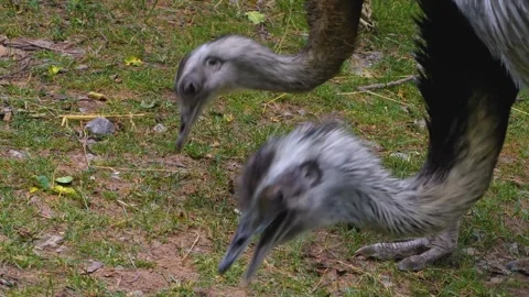 Close view of Nandu head Stock Footage 256108271