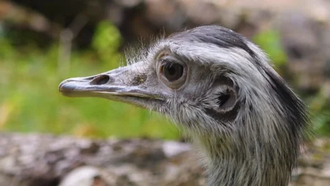 Close view of nandu, rhea bird Stock Footage 252549073