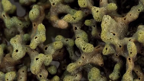 Close View of Natural Coral Skeleton Surface with Organic Structure Stock Footage 339383565