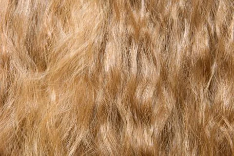 Close-up view of Natural Light Background of Loose Shiny Curly Hair. Healthy  Stock-Fotos