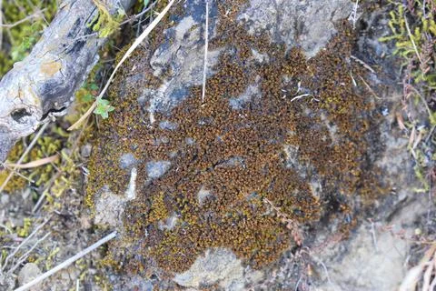 Close up view of nature surface of tree bark texture background Stock Photos