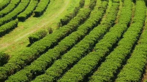 Close up view of neat green tea plantation rows on the field under sunny sky in Stock Footage 315850971