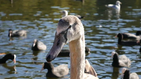 A close-up view of the neck and head of a swan. Stock Footage 97215020