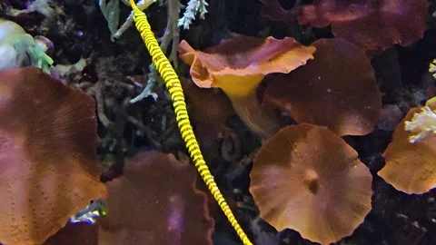 Close up view of needle fish Stock Footage 278022325