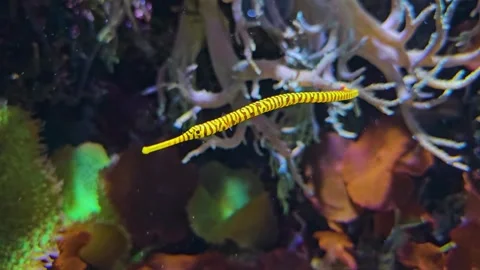 Close up view of needlefish Stock Footage 261441485