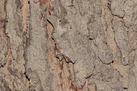 Close up view of neem tree bark and pattern background Stock Photos