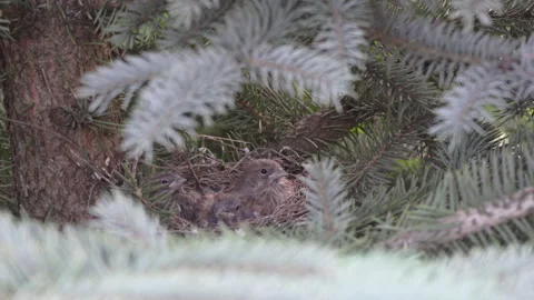 Close-up view of a nest with chicks in the wild Video stock 326729262
