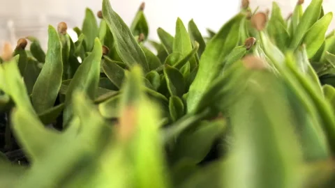 Close view of newly born eggplant seedlings Vidéo 245548832