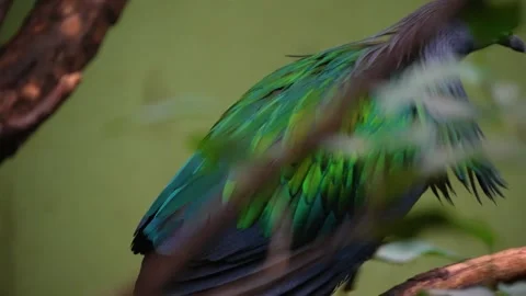 Close view of a nicobar pigeon  Stock-Footage 271200613