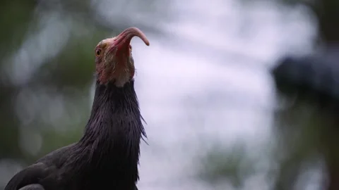 Close view of a northern bold ibis Video stock 242121987