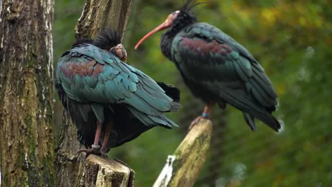 Close view of a northern bold ibis Stock Footage 288826227