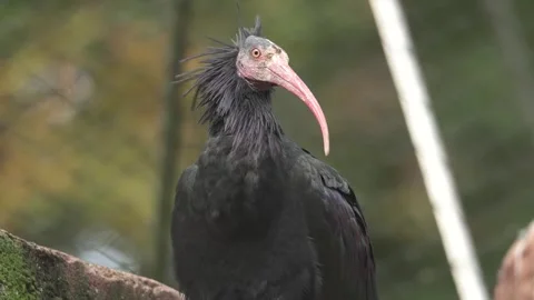 Close view of a northern bold ibis resting Video stock 288835257