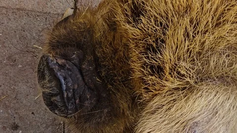 Close view of a nose of a pig Stock-Footage 253056776