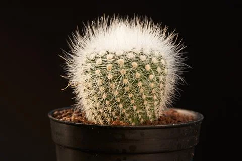 Close-up view notocactus scopa albispinus in flowerpot Stock Photos