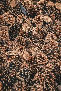 Close-up view of numerous brown pinecones scattered on forest floor with dr.. Stock Photos