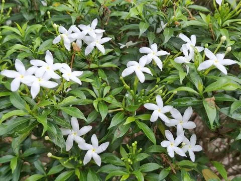 Close-up view of numerous delicate white flowers blossoming amidst vibrant gr Foto stock