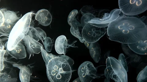 Close-up view of numerous moon jellyfish floating against a black background Stock Footage 342724298