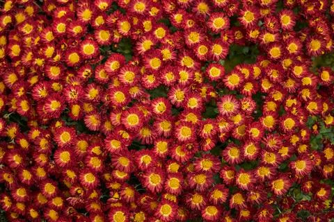 Close up view of numerous red and yellow chrysanthemum morifolium flowers Stock Photos