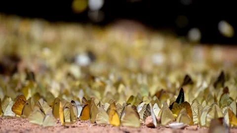 Close-up View of Numerous Tiny, Spiked, Yellow-Brown Objects on a Rough Surface Stock Footage 310216494