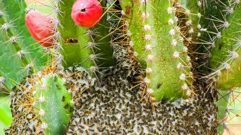 A close-up view of numerous tiny stingless bees forming a dense colony on a.. Stock Photos