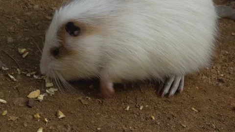 Close view of a nutria eating Stock Footage 271210293