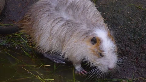 Close view of a nutria Stock Footage 254132793