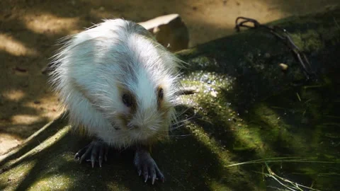 Close view of a nutria Stock Footage 254943871